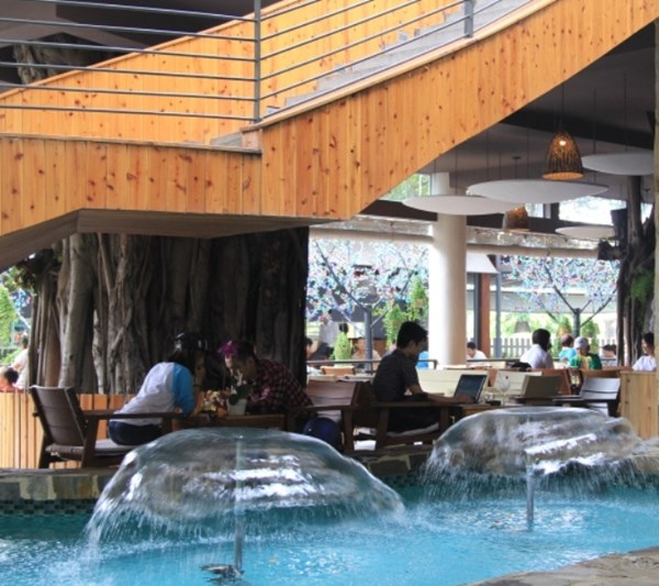 Người Sài Gòn uống cà phê… trên cây cổ thụ