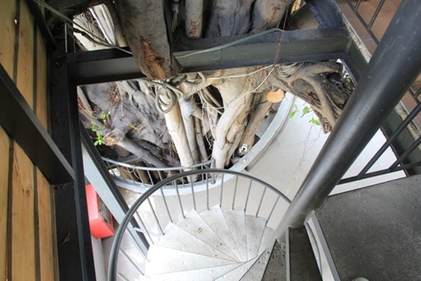 Người Sài Gòn uống cà phê… trên cây cổ thụ