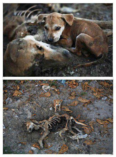 Xúc động cún con không dời mẹ đã mất nửa bước trong vài ngày liền