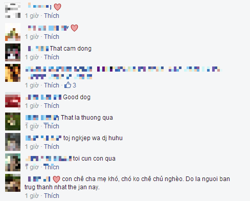 Xúc động cún con không dời mẹ đã mất nửa bước trong vài ngày liền