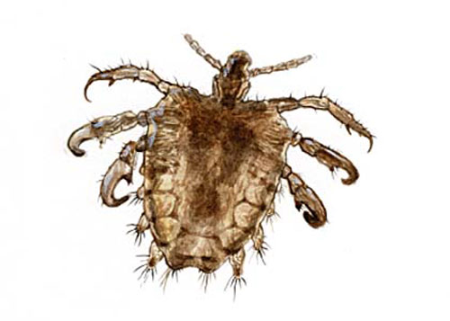 Rận mu tái xuất Rận mu tái xuất