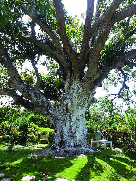 Thực hư “cụ xoài” 300 năm tuổi truyền năng lượng trường thọ?