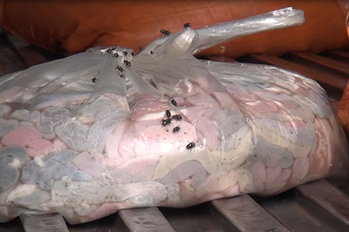 Hà Nội: Bắt giữ, tiêu hủy hơn 400kg nội tạng thối 