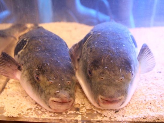 Những thực phẩm ngon có thể gây chết người Những thực phẩm ngon có thể gây chết người