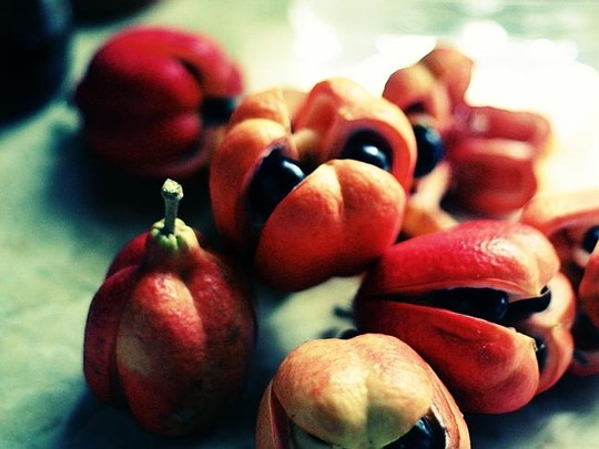 Những thực phẩm ngon có thể gây chết người Những thực phẩm ngon có thể gây chết người