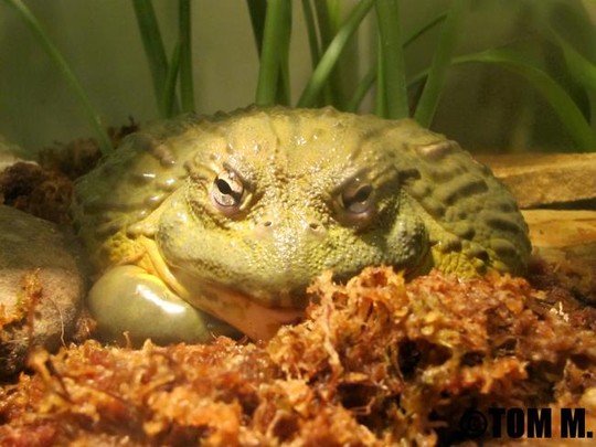 Những thực phẩm ngon có thể gây chết người Những thực phẩm ngon có thể gây chết người