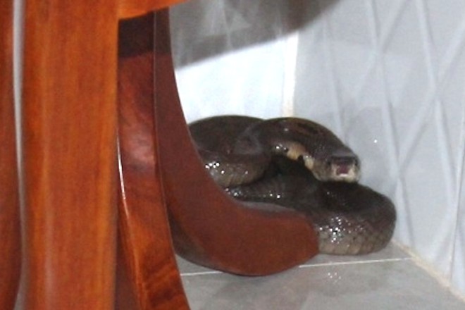 Rùng mình với những trường hợp rắn độc cắn chết người