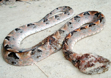 Rùng mình với những trường hợp rắn độc cắn chết người