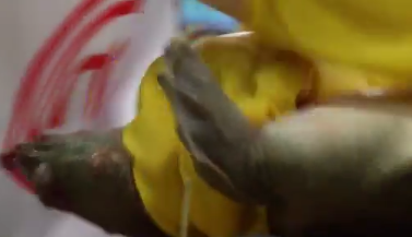 Tranh cãi hình ảnh quay cận cảnh làm thịt ba ba trên truyền hình 