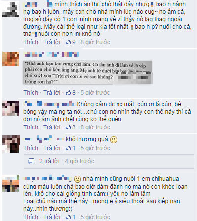 Phẫn nộ chú chó Chihuhua bị bỏ đói, vứt trong sọt rác đến chết Phẫn nộ chú chó Chihuhua bị bỏ đói, vứt trong sọt rác đến chết