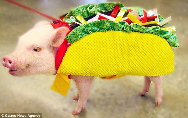 Gặp cô lợn đáng yêu nổi tiếng trên Instagram