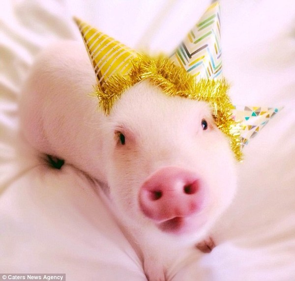 Gặp cô lợn đáng yêu nổi tiếng trên Instagram