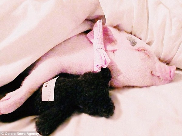 Gặp cô lợn đáng yêu nổi tiếng trên Instagram