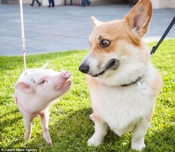 Gặp cô lợn đáng yêu nổi tiếng trên Instagram