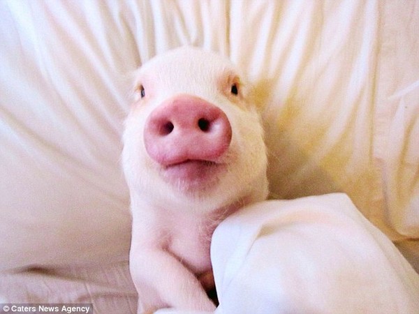 Gặp cô lợn đáng yêu nổi tiếng trên Instagram