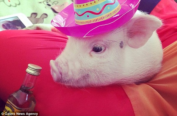 Gặp cô lợn đáng yêu nổi tiếng trên Instagram