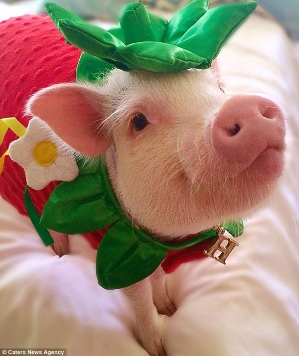 Gặp cô lợn đáng yêu nổi tiếng trên Instagram