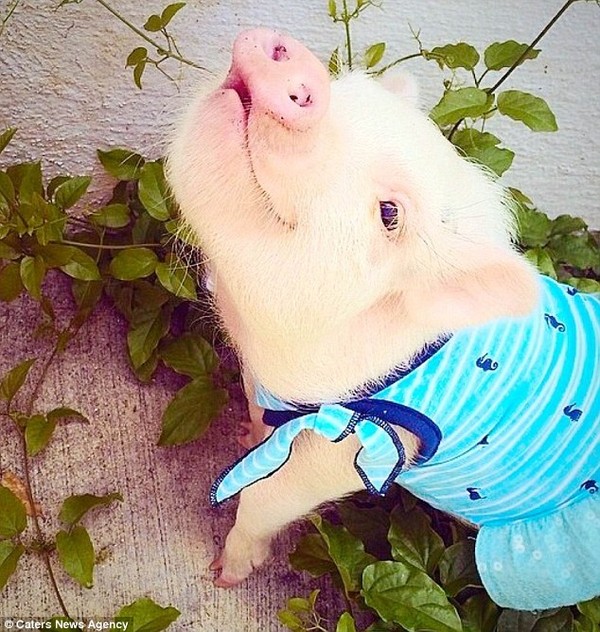 Gặp cô lợn đáng yêu nổi tiếng trên Instagram