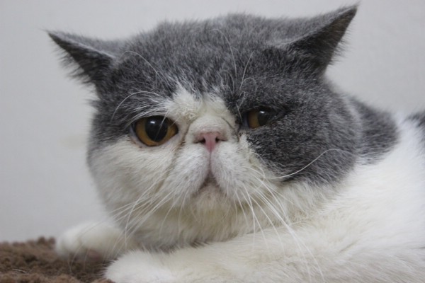 Những loài động vật giúp 9X kiếm hàng trăm triệu đồng mỗi năm Những loài động vật giúp 9X kiếm hàng trăm triệu đồng mỗi năm