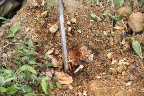 Rừng sưa ngàn cây và cuộc chiến khốc liệt ở Thanh Hoá