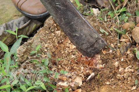 Rừng sưa ngàn cây và cuộc chiến khốc liệt ở Thanh Hoá