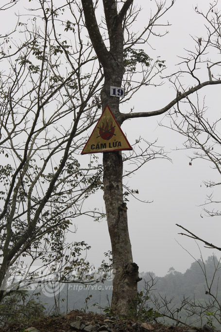 Rừng sưa ngàn cây và cuộc chiến khốc liệt ở Thanh Hoá