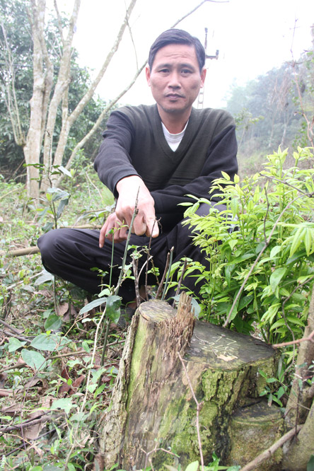 Rừng sưa ngàn cây và cuộc chiến khốc liệt ở Thanh Hoá