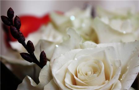 Những hình ảnh ngọt ngào dễ thương của ngày Valentine Trắng