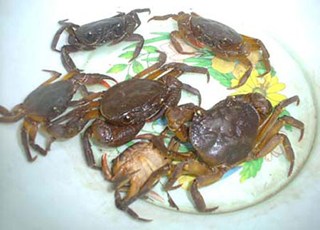 Sán ăn rỗng phổi vì món cua suối nướng