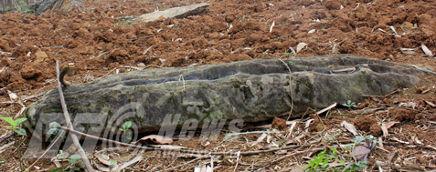 Vào nghĩa địa mộ đá bí ẩn của ‘ma trành’ giữa rừng già