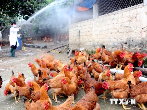 Công điện khẩn về tăng cường phòng chống dịch cúm gia cầm H5N6