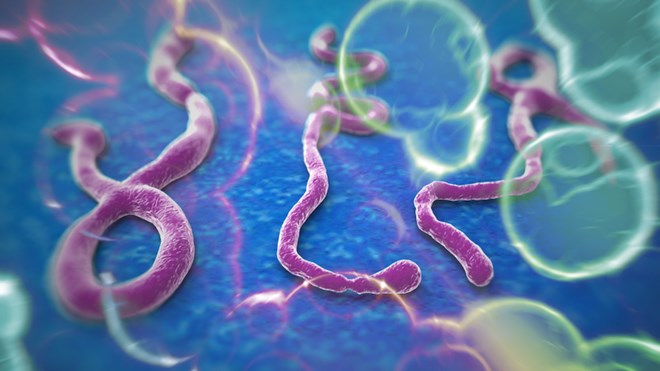 Bệnh nhân Ebola tử vong đáng sợ như thế nào? Bệnh nhân Ebola tử vong đáng sợ như thế nào?
