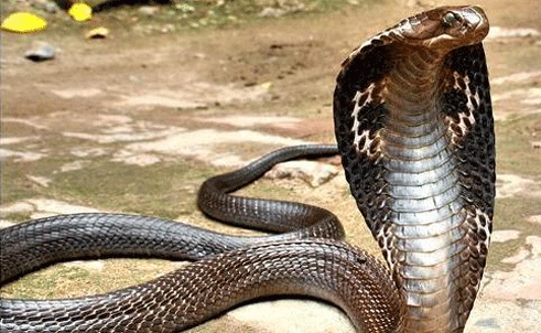 Bắt được rắn hổ mang chúa nặng 6,3kg Bắt được rắn hổ mang chúa nặng 6,3kg