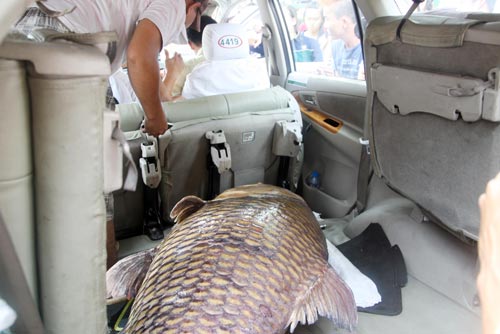 Đằng sau câu chuyện bắt được cá hô 