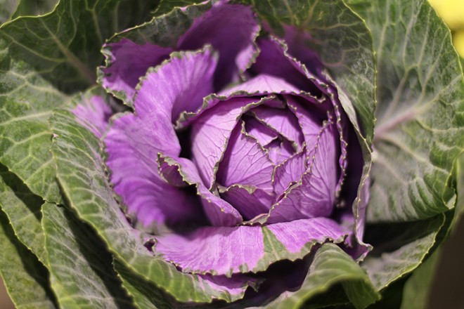 Hoa hồng dài 1,6 m giá 700.000 đồng hút khách Sài Gòn