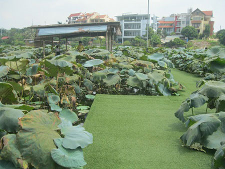 Giới trẻ bỏ bar, mê trà sen Tây Hồ