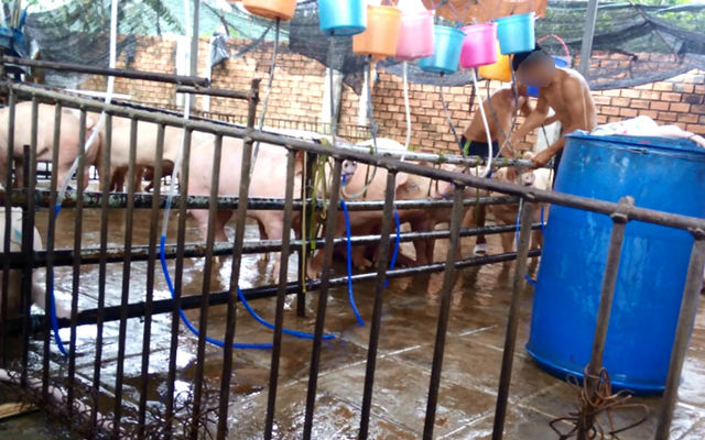 Thâm nhập lò bơm nước bẩn vào heo Thâm nhập lò bơm nước bẩn vào heo