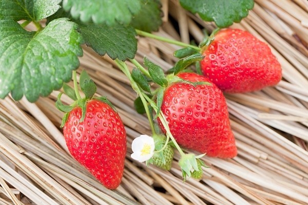 Trẻ khỏe mạnh hơn nhờ ăn phomat Hoff dâu Tây Trẻ khỏe mạnh hơn nhờ ăn phomat Hoff dâu Tây