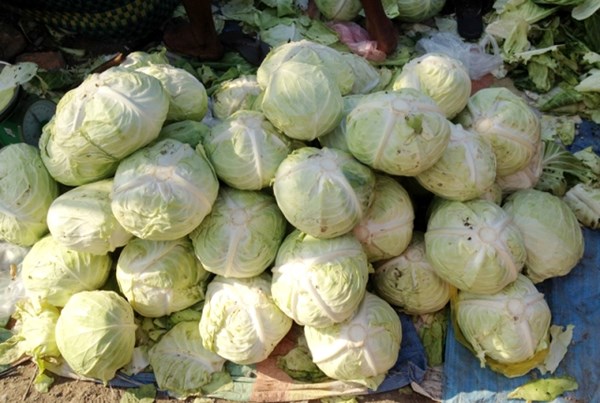 Gói 50 nghìn  tỷ và câu chuyện… cái bắp cải