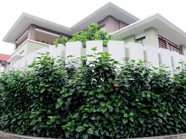 Chiêm ngưỡng biệt thự xanh mát của đại gia Hạ Long