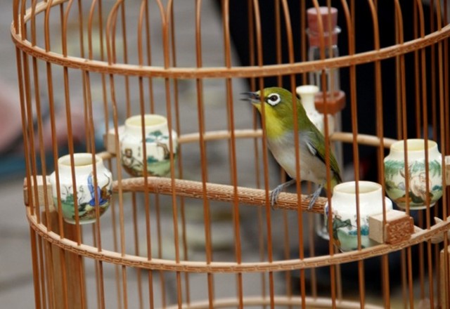 Dân chơi Hà Thành 