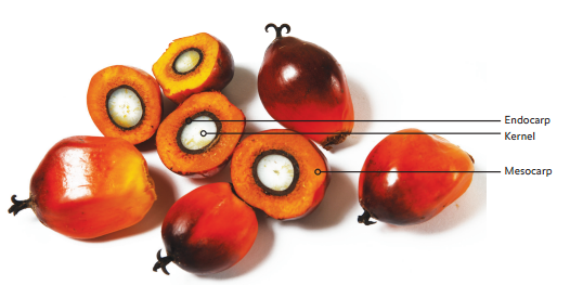 Vì sao bầu Đức quyết định đầu tư trồng cọ?