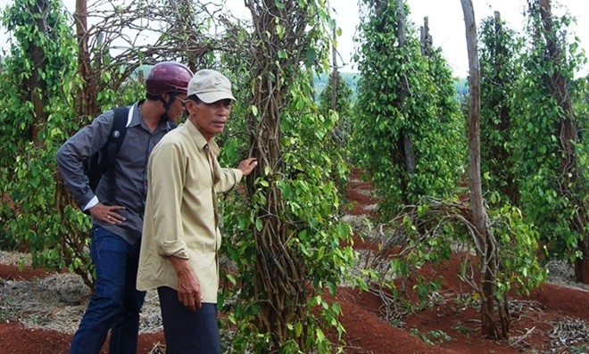 Không rõ thương lái Trung Quốc mua rễ tiêu sống làm gì Không rõ thương lái Trung Quốc mua rễ tiêu sống làm gì