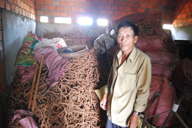 Không rõ thương lái Trung Quốc mua rễ tiêu sống làm gì Không rõ thương lái Trung Quốc mua rễ tiêu sống làm gì