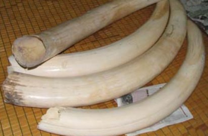 Đại gia trấn giữ uy quyền bằng răng nanh voi đực Đại gia trấn giữ uy quyền bằng răng nanh voi đực