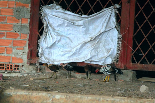 Biệt thự tiền tỷ thành nhà nuôi yến, chuồng gà giữa Sài Gòn