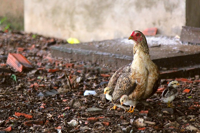 Biệt thự tiền tỷ thành nhà nuôi yến, chuồng gà giữa Sài Gòn