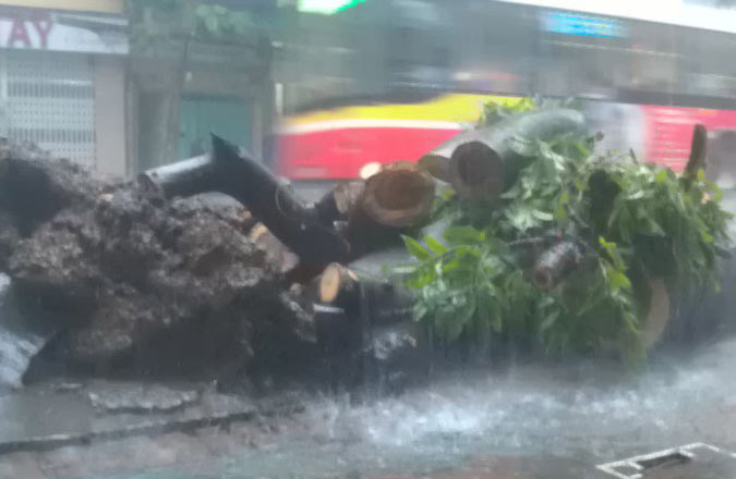 Những vụ tai nạn thương tâm do cây cổ thụ bật gốc tại Hà Nội