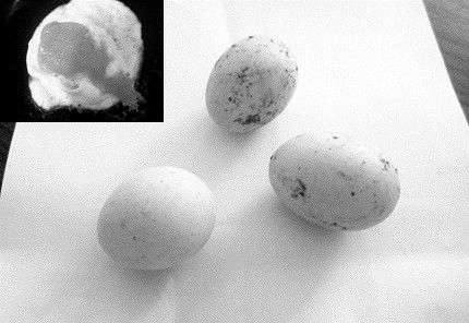 “Hô biến” trứng gà công nghiệp thành gà ta