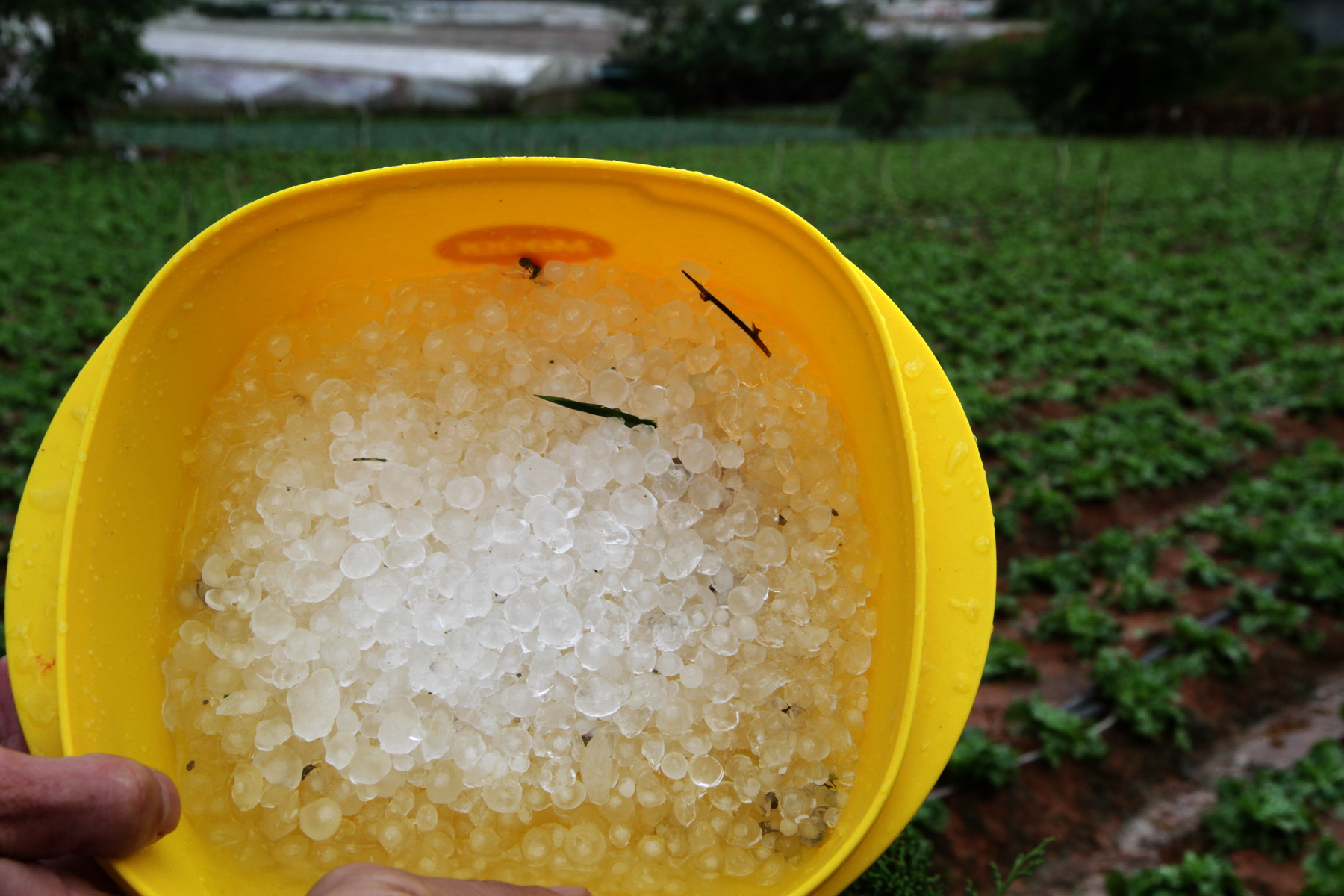 Trận mưa đá lịch sử trút xuống chân núi Lang Biang Trận mưa đá lịch sử trút xuống chân núi Lang Biang